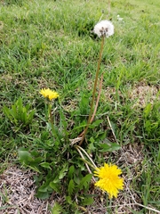 Taraxacum officinale