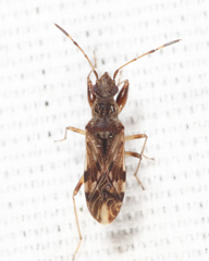 Neopamera albocincta