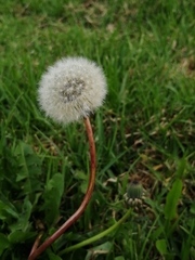 Taraxacum officinale