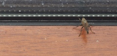 Eutolmus rufibarbis