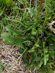 Taraxacum officinale