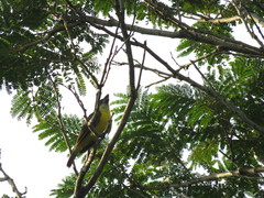 Megarynchus pitangua