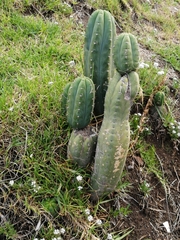 Trichocereus macrogonus pachanoi