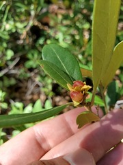 Chrysolepis sempervirens