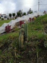 Trichocereus macrogonus pachanoi