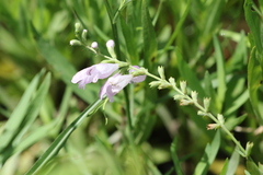 Physostegia pulchella