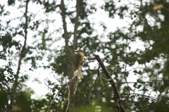 Onychorhynchus coronatus