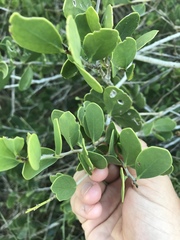 Maytenus phyllanthoides