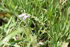 Physostegia pulchella