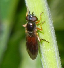 Pyrophaena granditarsis