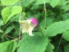 Clematis viorna