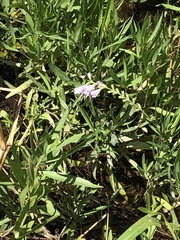 Physostegia pulchella