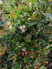 Psidium cattleyanum