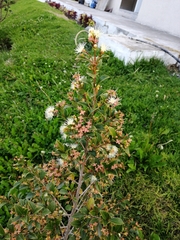 Psidium cattleyanum