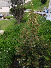 Psidium cattleyanum