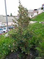 Psidium cattleyanum