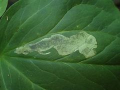 Parallelomma vittatum