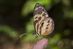 Tithorea harmonia pseudethra