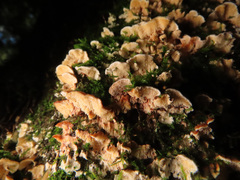 Metuloidea murashkinskyi