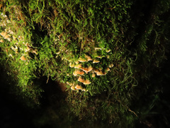 Metuloidea murashkinskyi