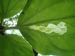 Parallelomma vittatum