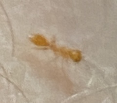 Pseudomyrmex pallidus