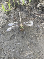 Ophiogomphus