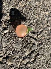 Amphibolips nubilipennis