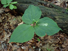 Parallelomma vittatum