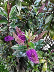 Veronica speciosa