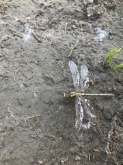 Ophiogomphus