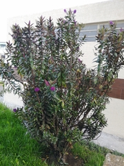 Veronica speciosa