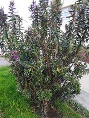 Veronica speciosa