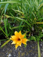 Gazania rigens