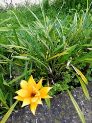 Gazania rigens
