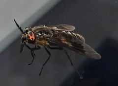 Chrysops sordidus