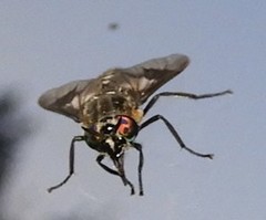 Chrysops sordidus