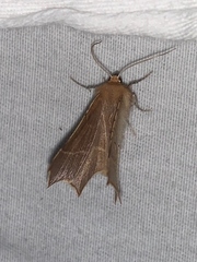 Tetracis cervinaria