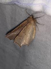 Tetracis cervinaria
