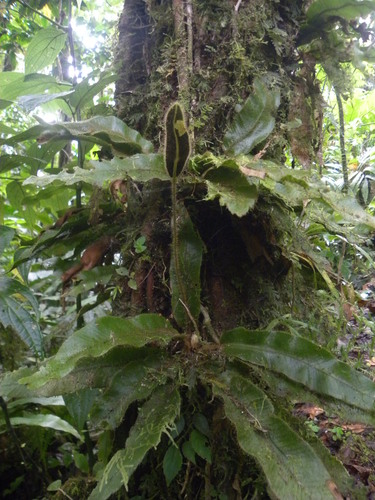 Scaly Tongue-Fern (Elaphoglossum hirtum) · iNaturalist