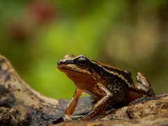 Leucostethus fraterdanieli