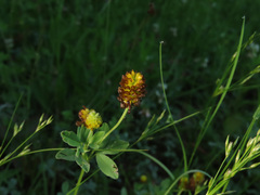 Trifolium spadiceum