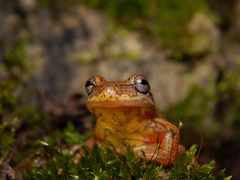 Dendropsophus bogerti