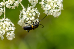 Typocerus lunulatus