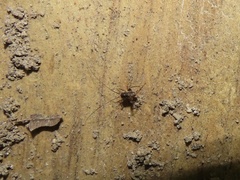 Tachycines asynamorus