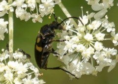 Typocerus lunulatus