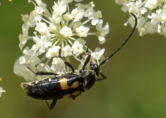 Typocerus lunulatus