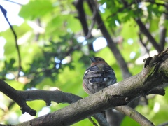 Fringilla coelebs