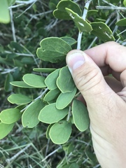 Maytenus phyllanthoides