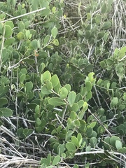 Maytenus phyllanthoides